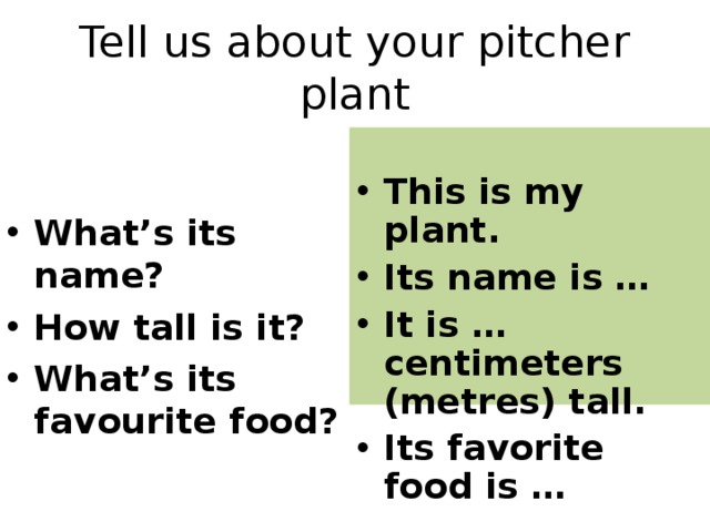 Tell us about your pitcher plant