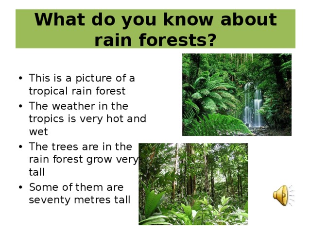 What do you know about rain forests?