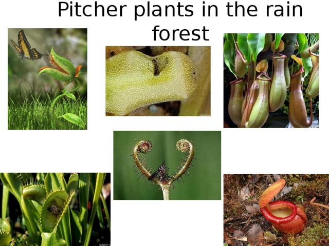 Pitcher plants in the rain forest