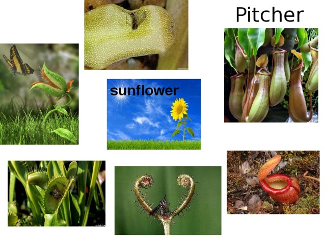 Pitcher plants sunflower