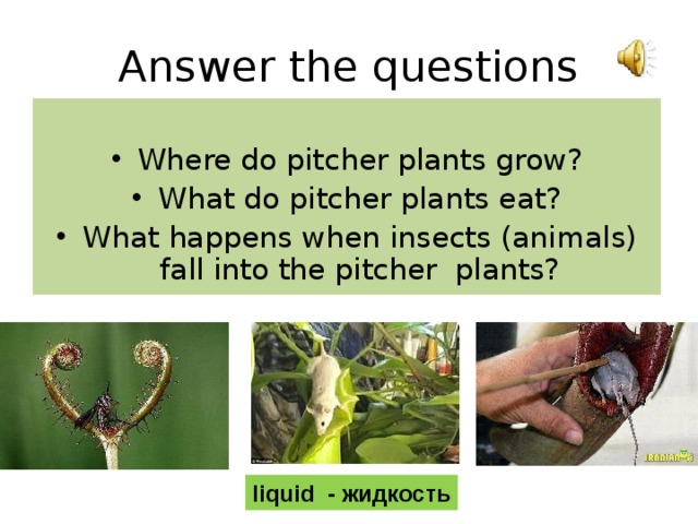 Answer the questions Where do pitcher plants grow? What do pitcher plants eat? What happens when insects (animals) fall into the pitcher plants? liquid - жидкость