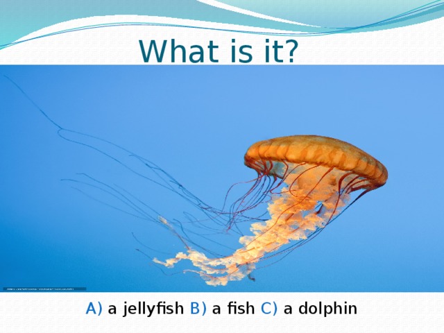 What is it? A) a jellyfish B) a fish C) a dolphin