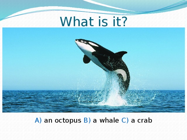 What is it? A) an octopus B) a whale C) a crab