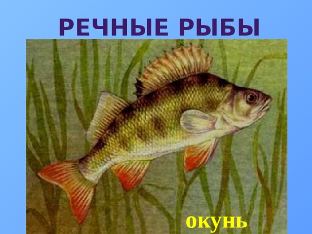 Речные рыбы окунь