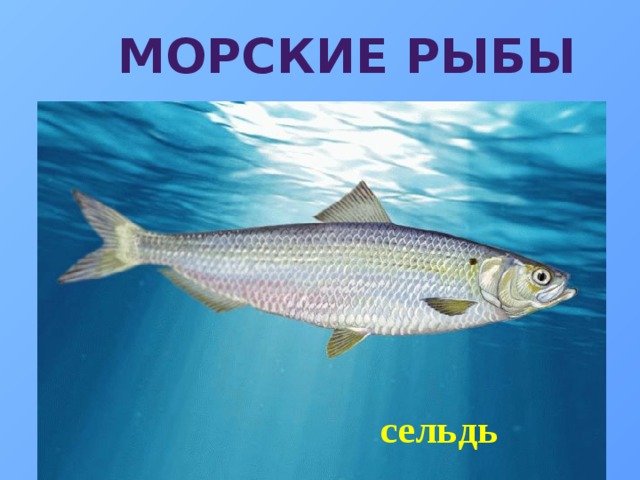 Морские рыбы сельдь