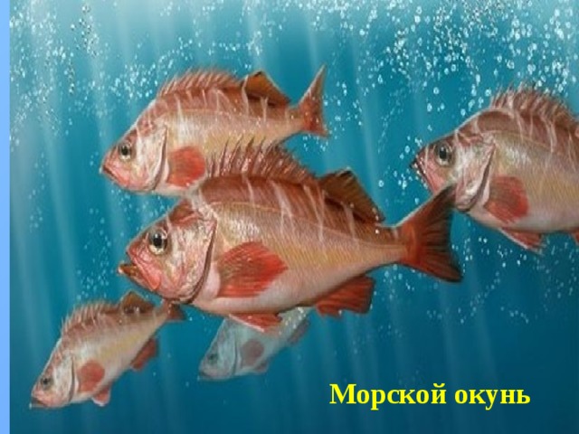 Морской окунь