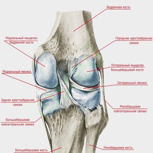 Внутренние мыщелки. Анатомия коленного сустава кости. Коленный сустав анатомия вид сбоку. Латеральный мыщелок большеберцовой кости кости. Суставная поверхность мыщелков бедренной кости.