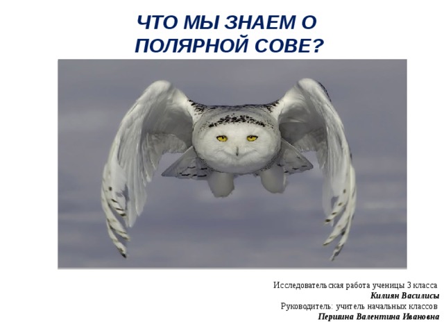 Что мы знаем о Полярной сове? Исследовательская работа ученицы 3 класса Килиян Василисы Руководитель: учитель начальных классов Першина Валентина Ивановна