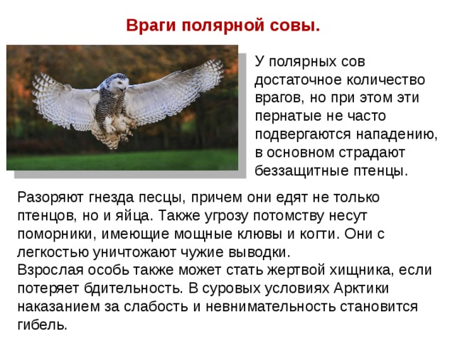 Враги полярной совы.  У полярных сов достаточное количество врагов, но при этом эти пернатые не часто подвергаются нападению, в основном страдают беззащитные птенцы. Разоряют гнезда песцы, причем они едят не только птенцов, но и яйца. Также угрозу потомству несут поморники, имеющие мощные клювы и когти. Они с легкостью уничтожают чужие выводки. Взрослая особь также может стать жертвой хищника, если потеряет бдительность. В суровых условиях Арктики наказанием за слабость и невнимательность становится гибель.