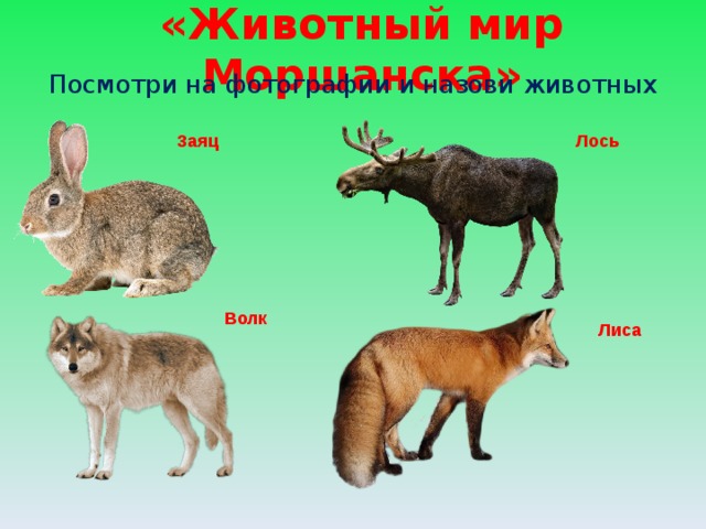 «Животный мир Моршанска» Посмотри на фотографии и назови животных Заяц Лось Волк Лиса