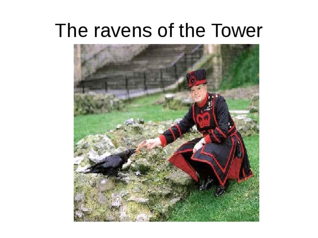 The ravens of the Tower