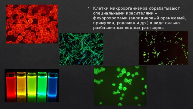 Клетки микроорганизмов обрабатывают специальными красителями – флуорохромами (акридиновый оранжевый, примулин, родамин и др.) в виде сильно разбавленных водных растворов
