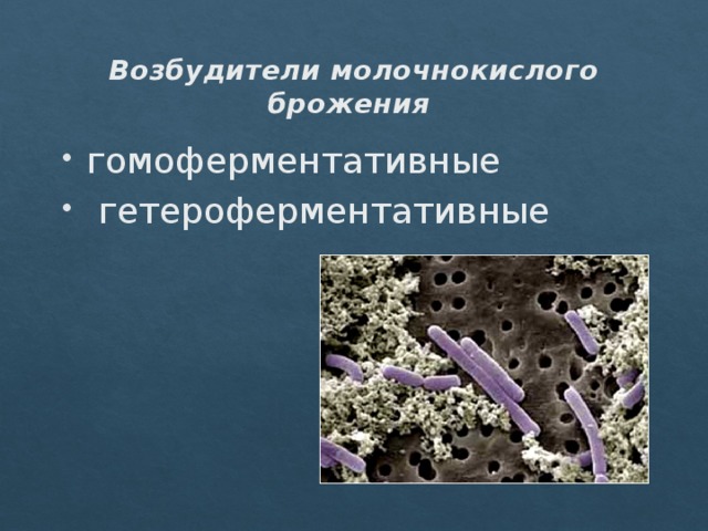 Бактерии молочнокислого брожения