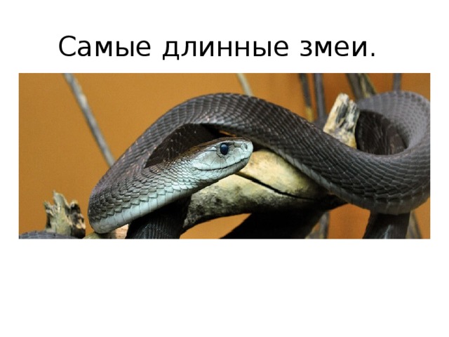 Самые длинные змеи.