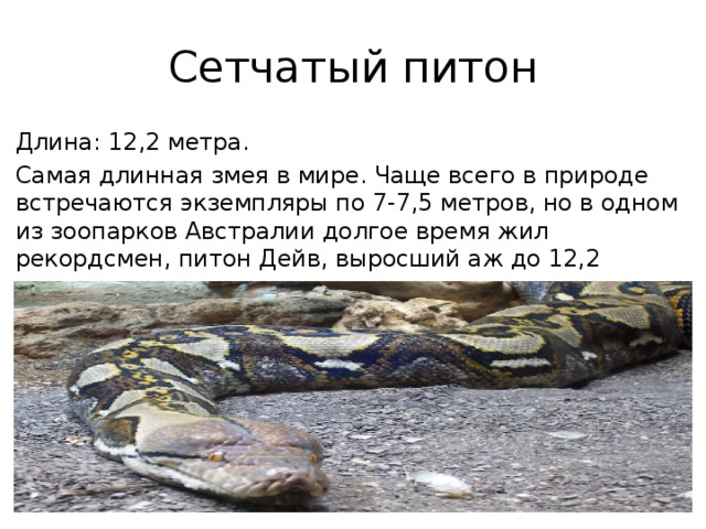 Python длина. Сетчатый питон 7.5 метров. 7 Метров сетчатый питон. Сетчатый питон длина.