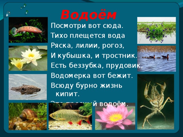 Разнообразие рыбных организмов: окунь и щука в водоеме