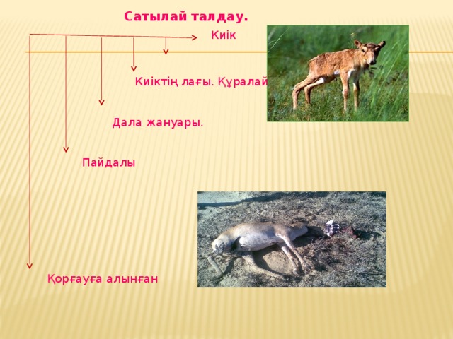 Сатылай талдау. Киік Киіктің лағы. Құралай. Дала жануары. Пайдалы Қорғауға алынған