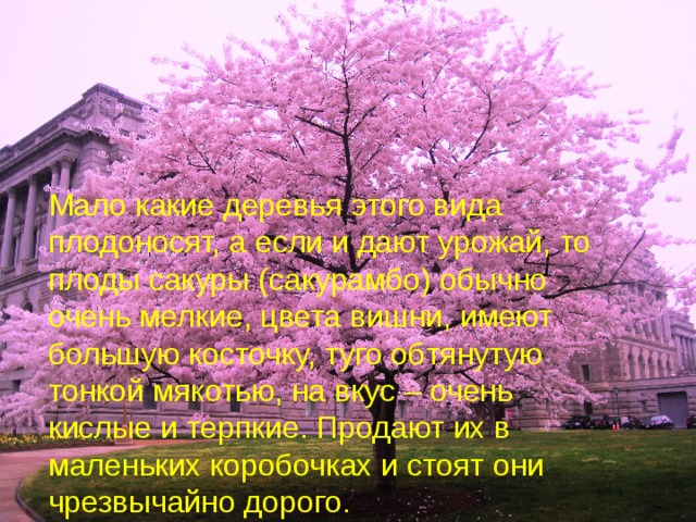 Мало какие деревья этого вида плодоносят, а если и дают урожай, то плоды сакуры (сакурамбо) обычно очень мелкие, цвета вишни, имеют большую косточку, туго обтянутую тонкой мякотью, на вкус – очень кислые и терпкие. Продают их в маленьких коробочках и стоят они чрезвычайно дорого.