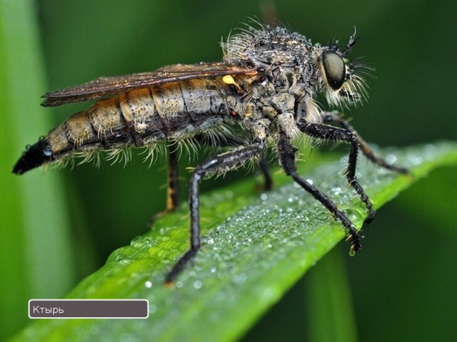 Насекомые степи   Степь населяет невероятное количество насекомых. Влажным летом здесь летают надоедливые комары, слепни и некоторые виды оводов. В сухой степи обитают ктыри — насекомые, способные победить пчел, ос и жуков-скакунов. Эта среда обитания полна кузнечиками и муравьями. Ктырь