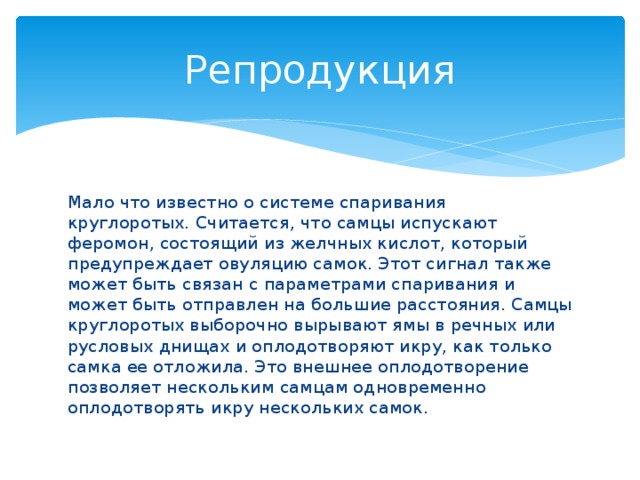 Репродукция Мало что известно о системе спаривания круглоротых. Считается, что самцы испускают феромон, состоящий из желчных кислот, который предупреждает овуляцию самок. Этот сигнал также может быть связан с параметрами спаривания и может быть отправлен на большие расстояния. Самцы круглоротых выборочно вырывают ямы в речных или русловых днищах и оплодотворяют икру, как только самка ее отложила. Это внешнее оплодотворение позволяет нескольким самцам одновременно оплодотворять икру нескольких самок.