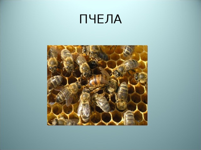 ПЧЕЛА