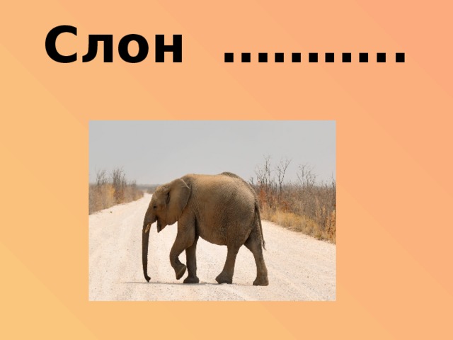 Слон ………..