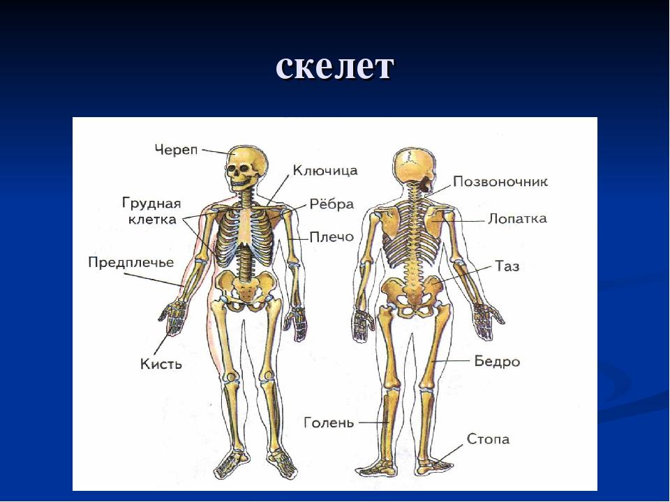 Кости человека 4 класс окружающий мир. Скелет человека спереди 4 класс. Кости скелета человека 3 класс окружающий мир. Строение костей человека 4 класс. Строение скелета человека начальная школа.