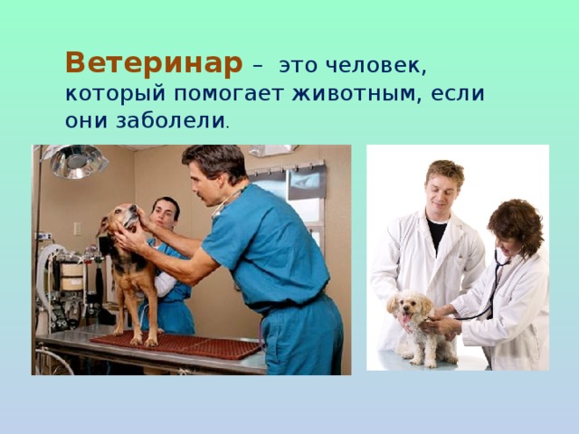 Ветеринар   – это человек, который помогает животным, если они заболели .