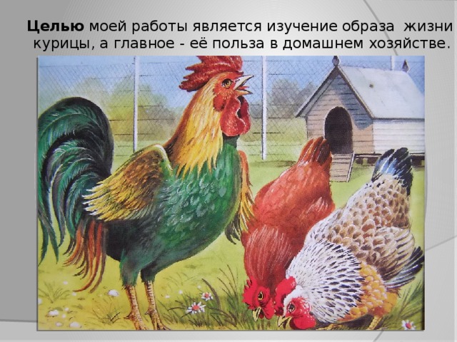 Целью моей работы является изучение образа жизни курицы, а главное - её польза в домашнем хозяйстве.
