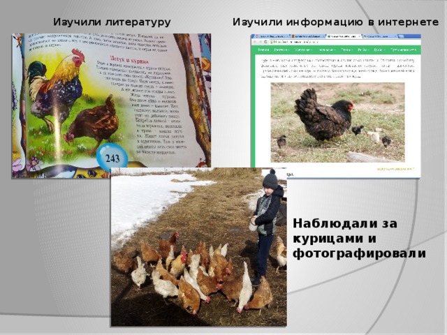 Изучили информацию в интернете Изучили литературу Наблюдали за курицами и фотографировали
