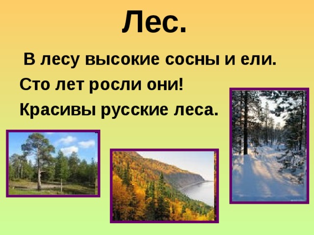 Лес.  В лесу высокие сосны и ели. Сто лет росли они! Красивы русские леса.