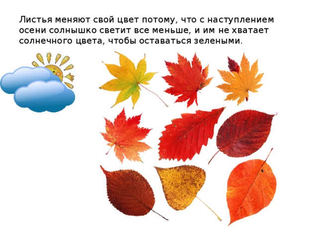 Листья меняют свой цвет потому, что с наступлением осени солнышко светит все меньше, и им не хватает солнечного цвета, чтобы оставаться зелеными.