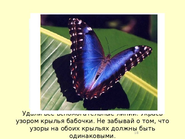 Удали все вспомогательные линии. Укрась узором крылья бабочки. Не забывай о том, что узоры на обоих крыльях должны быть одинаковыми.