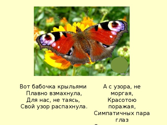 Вот бабочка крыльями А с узора, не моргая, Плавно взмахнула, Красотою поражая, Для нас, не таясь, Симпатичных пара глаз Свой узор распахнула. Смотрит весело на нас!