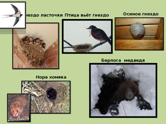 Осиное гнездо Гнездо ласточки Птица вьёт гнездо Берлога медведя Нора хомяка