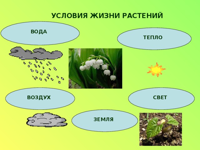 УСЛОВИЯ ЖИЗНИ РАСТЕНИЙ ВОДА ТЕПЛО СВЕТ ВОЗДУХ ЗЕМЛЯ