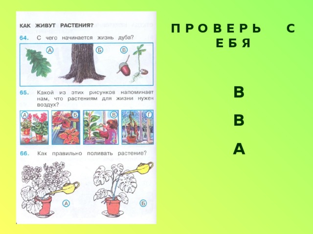 Тайны растений 1 класс презентация