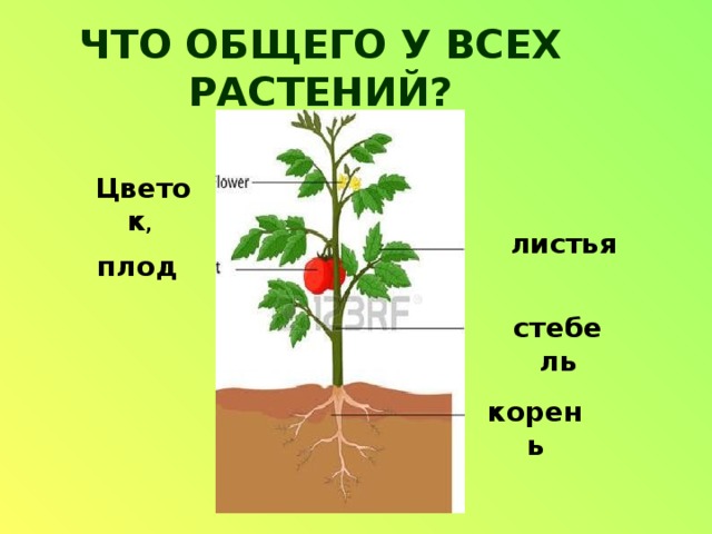 ЧТО ОБЩЕГО У ВСЕХ РАСТЕНИЙ? Цветок , листья плод стебель корень