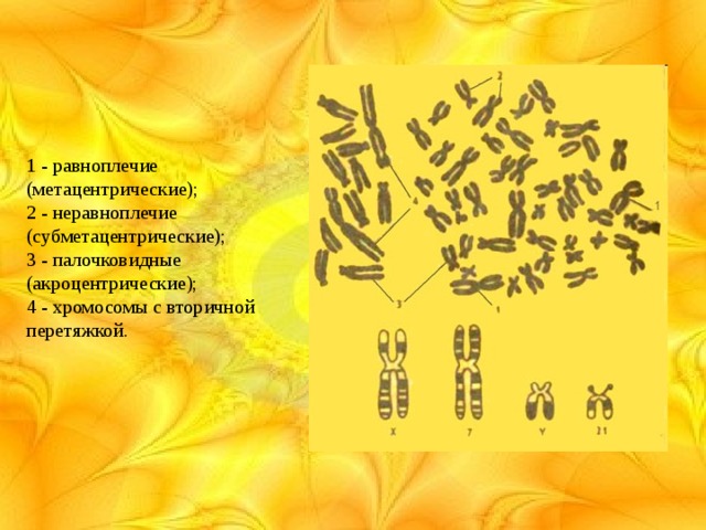 1 - равноплечие (метацентрические); 2 - неравноплечие (субметацентрические); 3 - палочковидные (акроцентрические); 4 - хромосомы с вторичной перетяжкой.