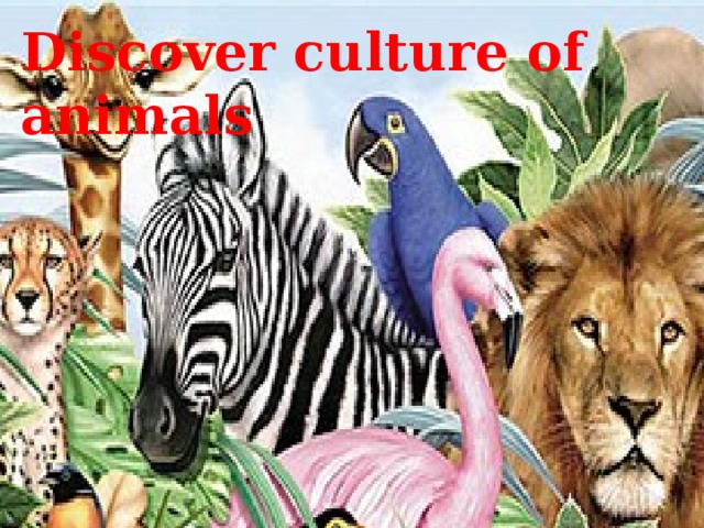 Discover culture of animals