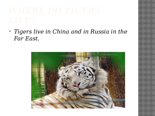 Where do tigers live?