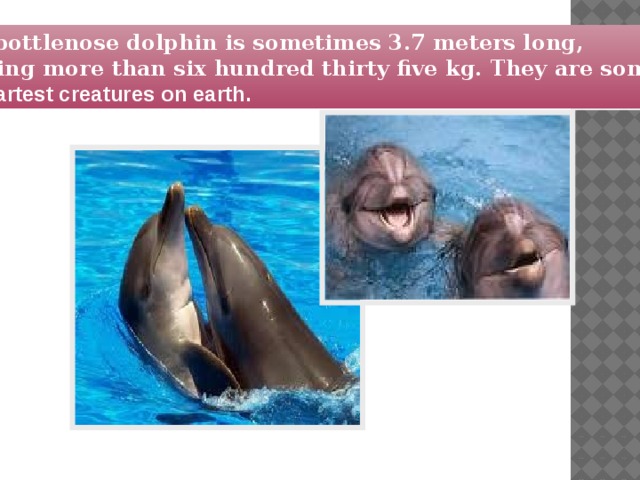The bottlenose dolphin is sometimes 3.7 meters long, weighing more than six hundred thirty five kg. They are some of the smartest creatures on earth.