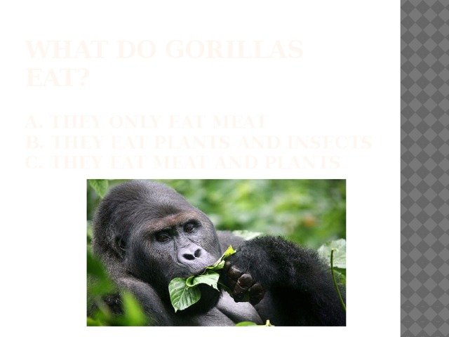 What do Gorillas eat?   A. They only eat meat  b. They eat plants and insects  C. They eat meat and plants