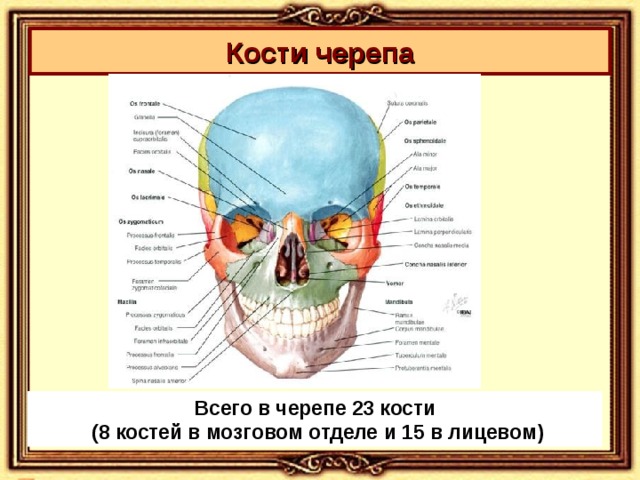 Кости черепа Всего в черепе 23 кости  (8 костей в мозговом отделе и 15 в лицевом)