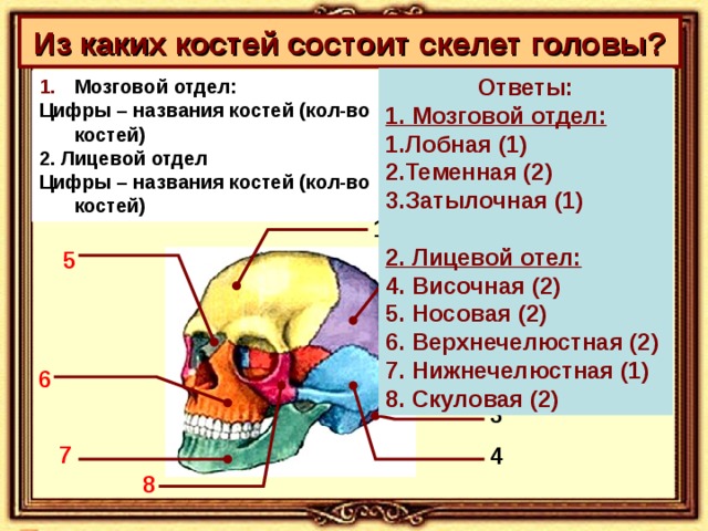 Из каких костей состоит скелет головы? Ответы: 1. Мозговой отдел: Лобная (1) Теменная (2) Затылочная (1)  2. Лицевой отел: 4. Височная (2) 5. Носовая (2) 6. Верхнечелюстная (2) 7. Нижнечелюстная (1) 8. Скуловая (2) Мозговой отдел: Цифры – названия костей (кол-во костей) 2. Лицевой отдел Цифры – названия костей (кол-во костей) 1 5 2 6 3 7 4 8