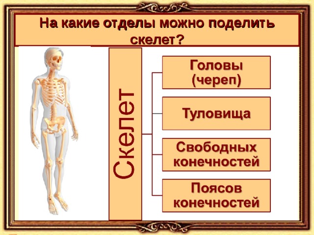 На какие отделы можно поделить скелет?