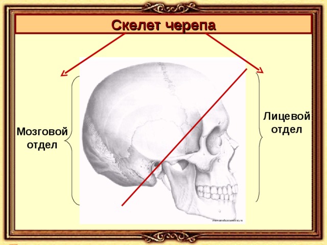 Скелет черепа  Лицевой отдел Мозговой отдел