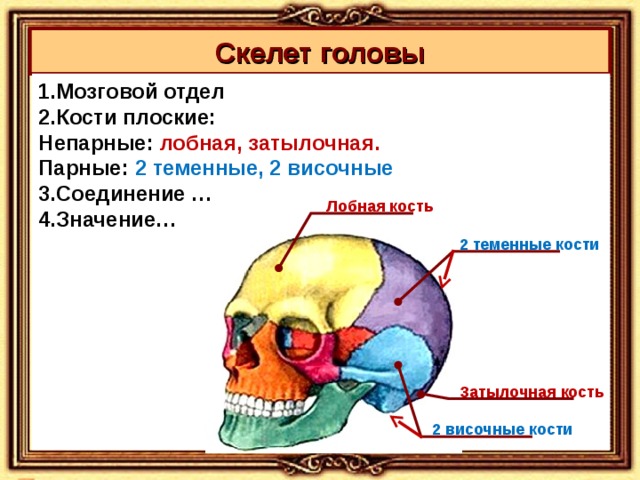Скелет головы 1.Мозговой отдел 2.Кости плоские: Непарные: лобная, затылочная. Парные: 2 теменные, 2 височные 3.Соединение … 4.Значение… Лобная кость 2 теменные кости Затылочная кость 2 височные кости