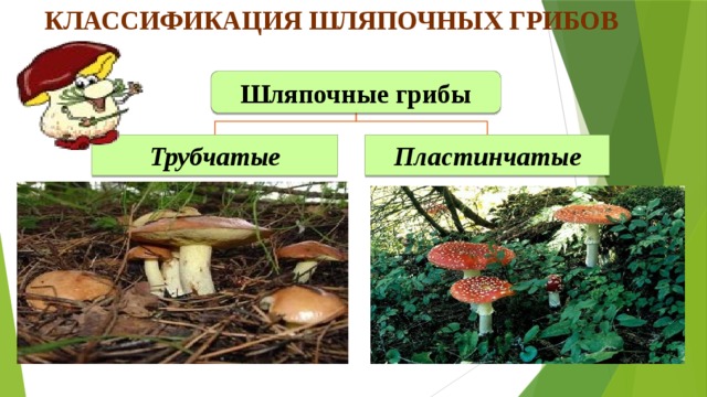 Классификация шляпочных грибов Шляпочные грибы Трубчатые Пластинчатые