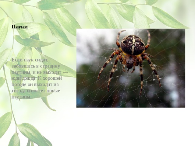 Пауки Если паук сидит, забившись в середину паутины, и не выходит — жди дождя. К хорошей погоде он выходит из гнезда и плетет новые паутины.
